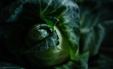 Sok od kupusa riznica vitamina C, a rješava šest tegoba