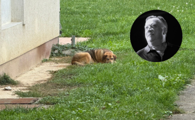 Halidov vjerni prijatelj ne podnosi gubitak: Danima leži ispred hotela i odbija hranu