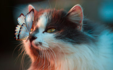 Mačke kao idealni ljubimci? Blagotvorna svojstva predenja