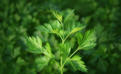 Nemojte pretjerivati: Čaj od peršuna liječi i topi kilograme