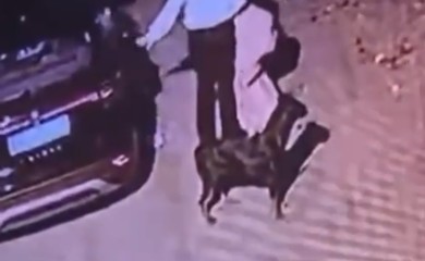 Incident u Beogradu uznemirio i austrijske medije: žena s bečkim tablicama ostavlja psa i odlazi