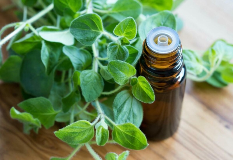 Origano liječi prehladu